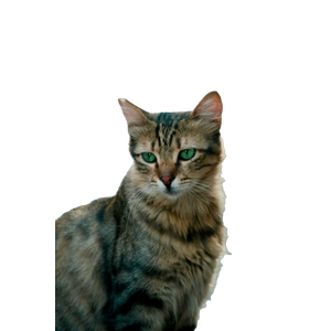 Portrait Of A Cute Grey Tabby Cat With Green Eyes Sitting Outdoors. 16165 - Cat PNG image with transparent background